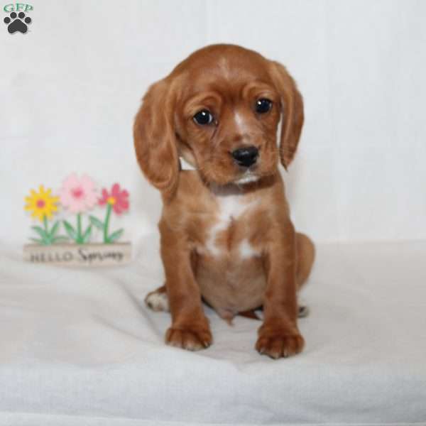 Firman, Beaglier Puppy